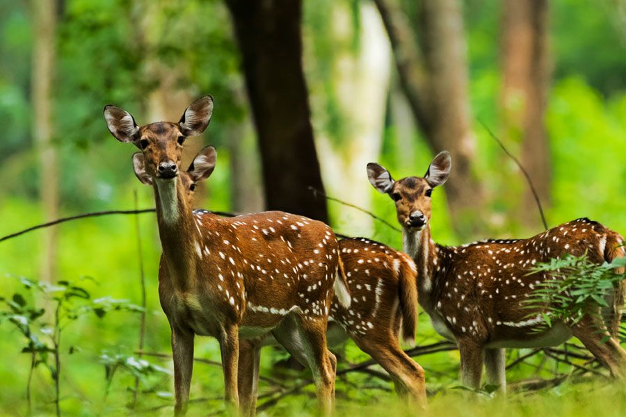 Pench National Park Weekend Tour from Delhi